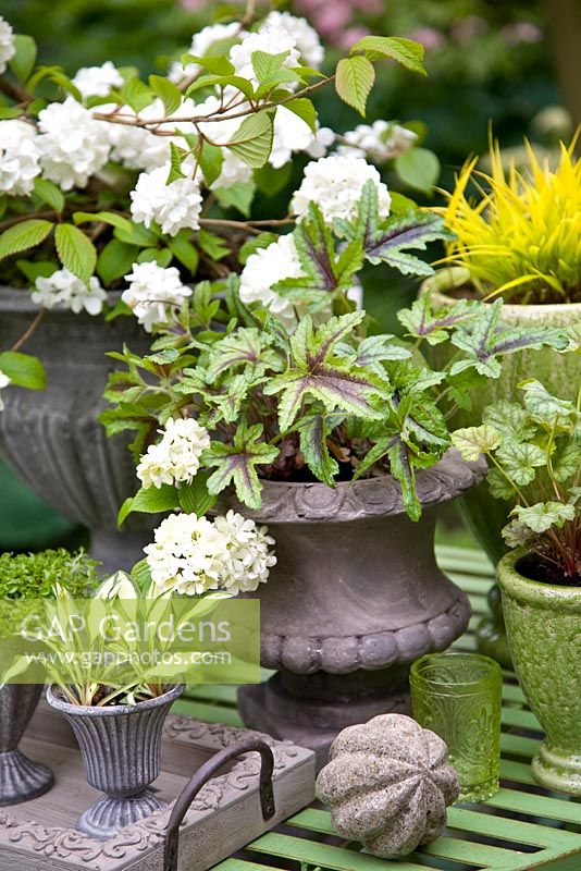 Group of containers and pots planted with Hosta 'Masquerade', Heucherella and Viburnum plicatum 'Thunberg's Original' 