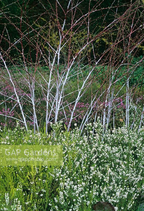 Winter border of Cornus alba 'Kesselringii', Bergenia x smithii 'Sunningdale', Rubus thibetanus. Cambridge Botanic Gardens, February. 