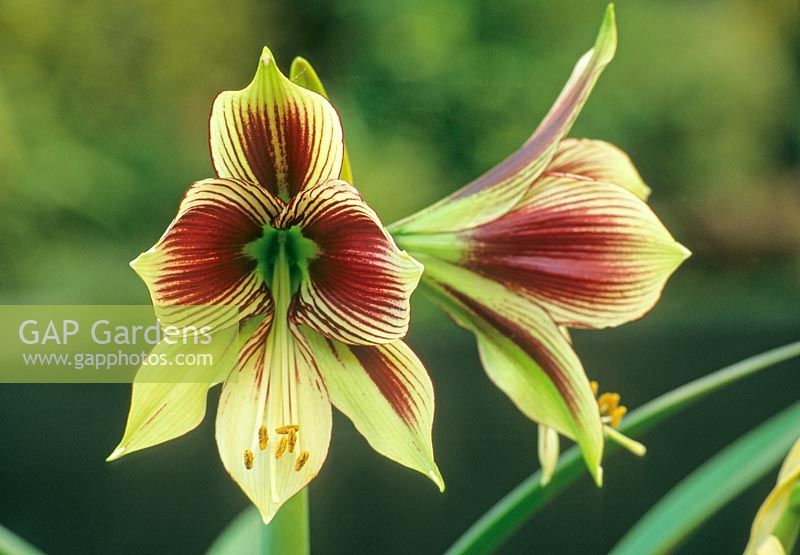 Hippeastrum papilio