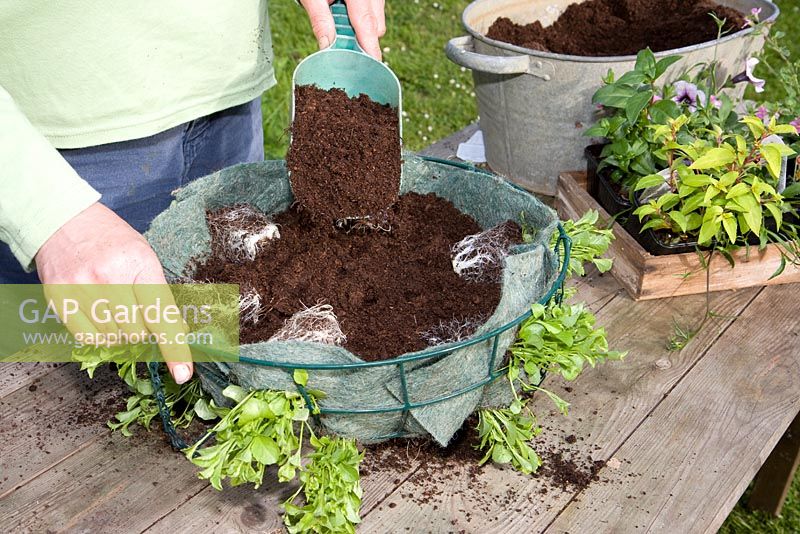 Planting up a hanging basket - side planting lobelia seedlings in lined wire basket, filling with compost