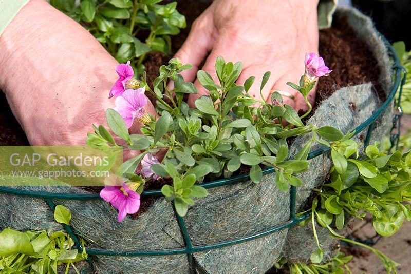 Planting up a hanging basket - planting Petunia in lined wire basket