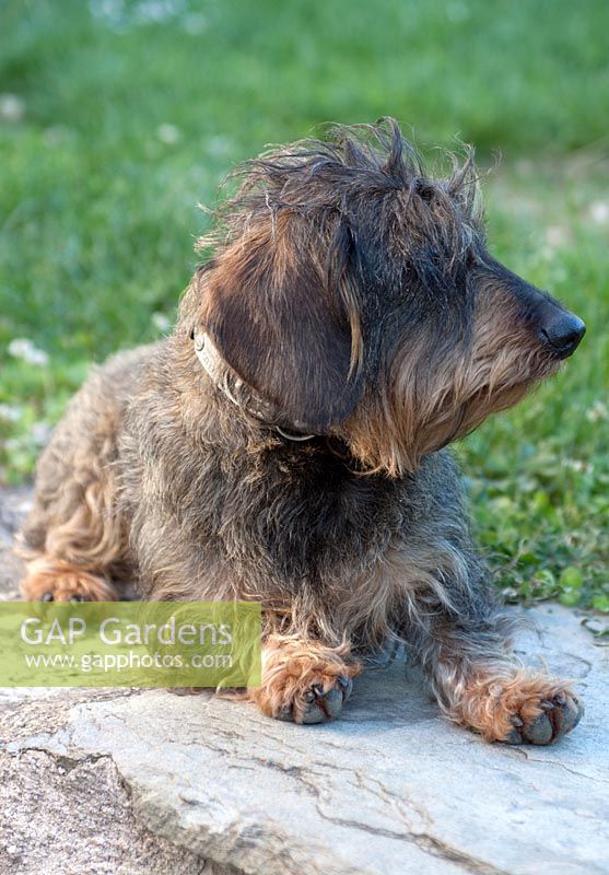 Small wire-haired Dachshund 'Alma' belonging to Piere and Isabelle Chatalus de Vialar.