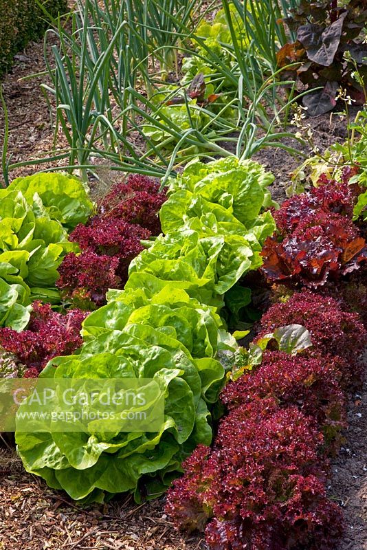 Lactuca sativa - Lettuces in rows 