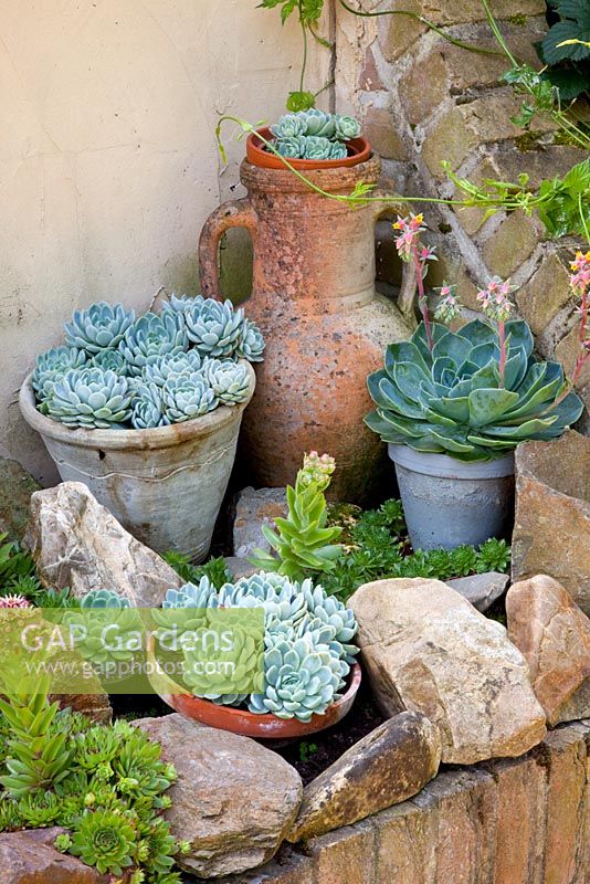 Echevaria in pots