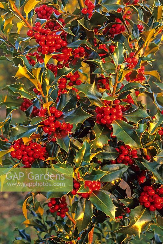 Ilex aquifolium 'Alaska' in berry. November