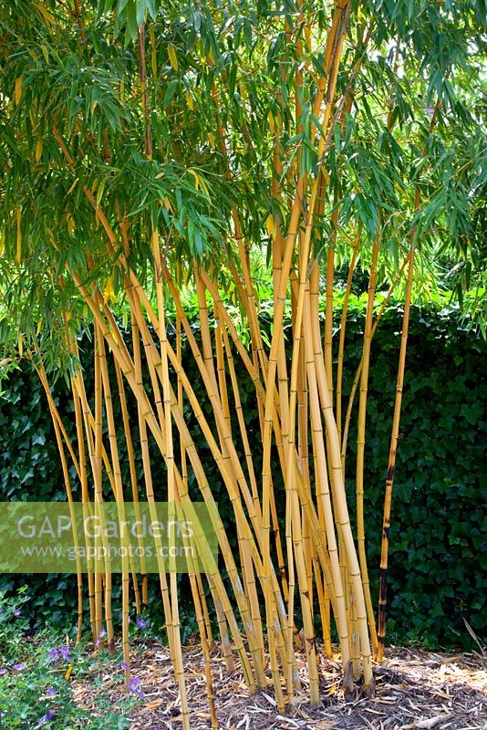 Phyllostachys vivax 