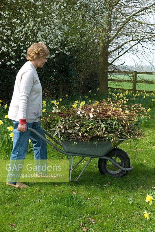 Woman with wheelbarrow containing spring prunings