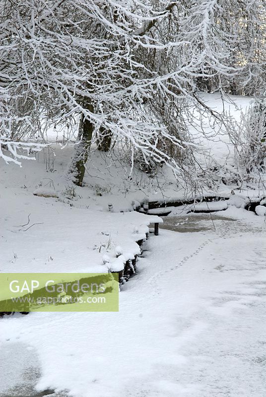 Winter garden scene - Moorhen footprints across a frozen pond 