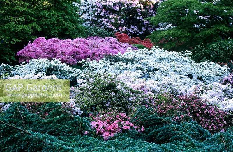 Rhododenrons - Lydney Park and Gardens, Gloucestershire