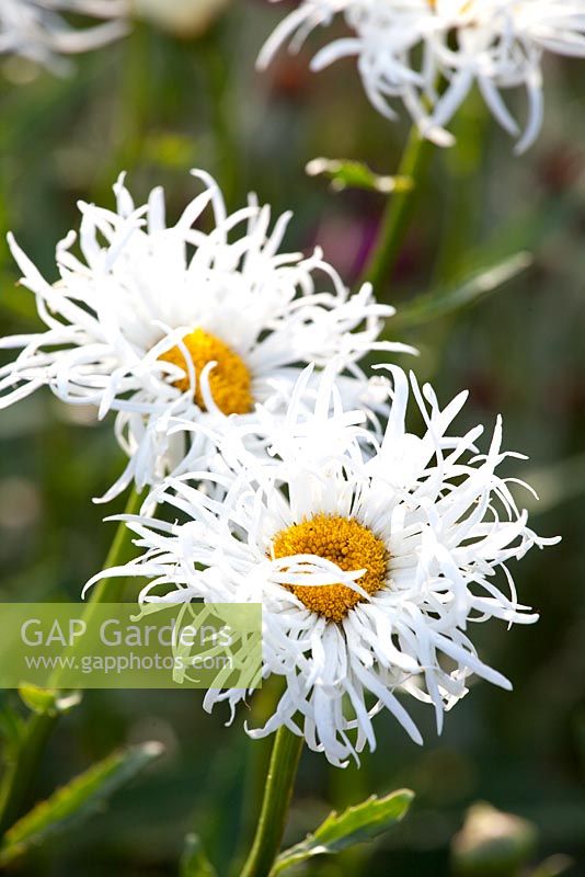 Leucanthemum 'Shaggy' - Shasta Daisy