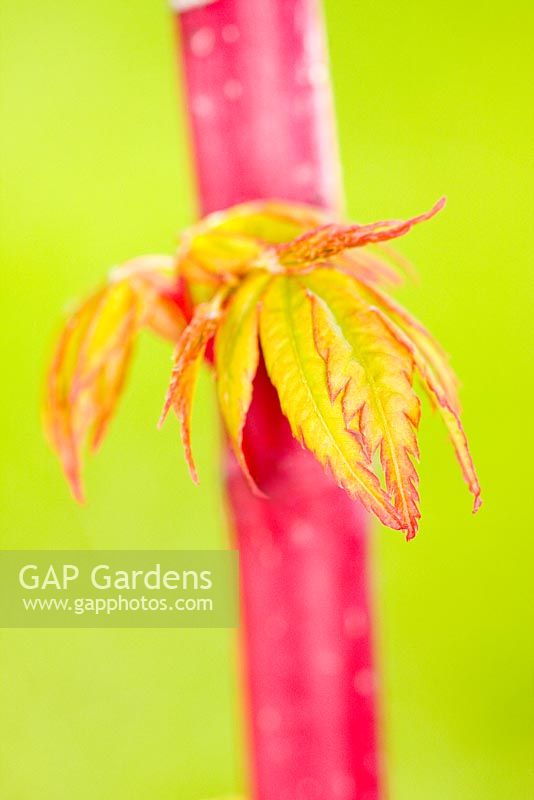 Acer palmatum 'Sango kaku' - Coral Bark Maple