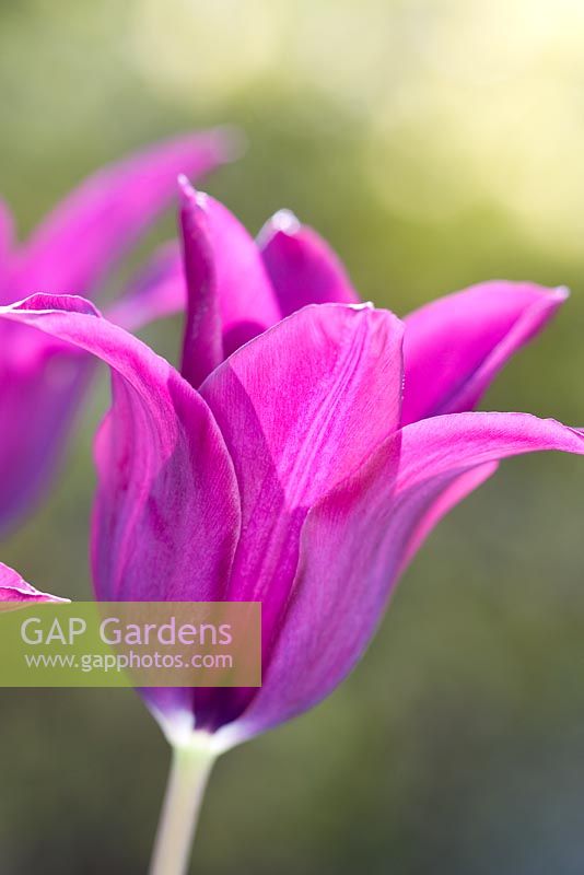 Tulipa 'Burgundy'