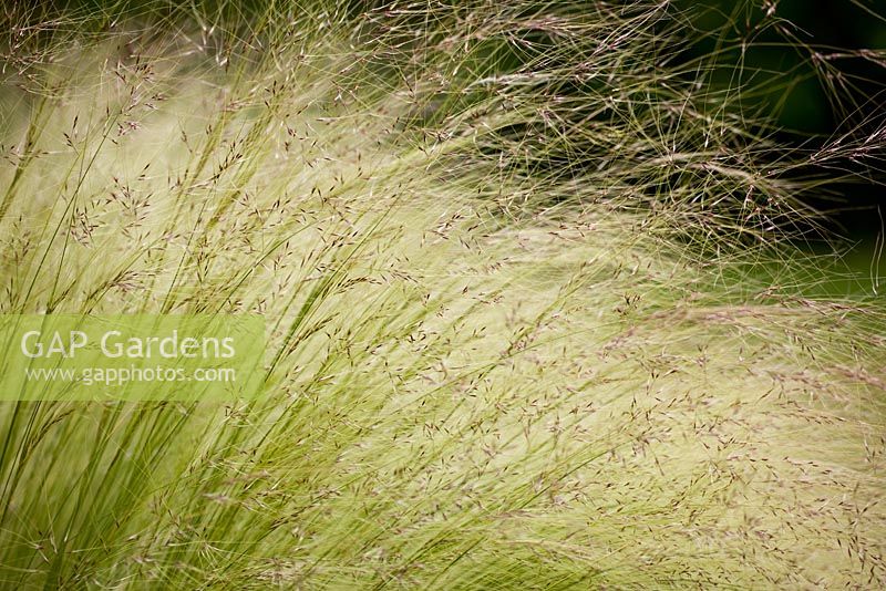 Stipa tenuissima