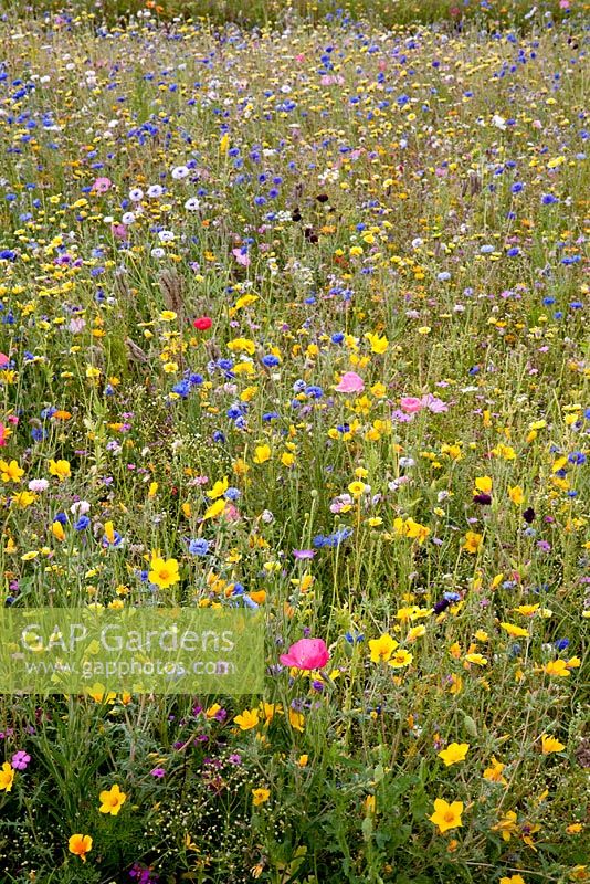 Wildflower meadow with daisies, cornflowers and Californian poppies - Future gardens, St Albans, Herts 