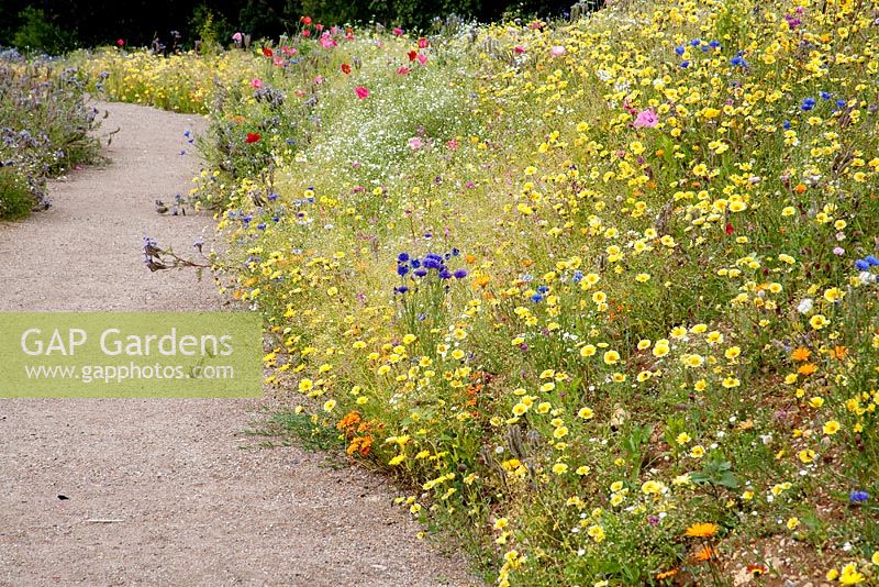 Future gardens. St Albans Herts. Wild flower meadow with footpath through drifts of Centaurea - Cornflower and Eschscholzia californica - Californian Poppy