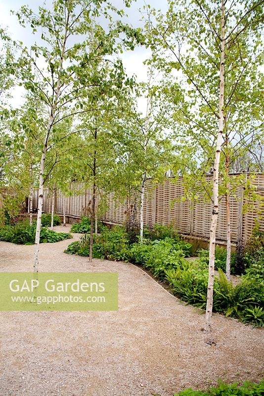 Future gardens, St Albans, Herts. 'Narratives of Nature'. Betula pubescens - Birch trees with fern underplanting