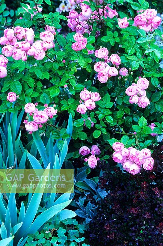 Rosa 'Raubritter' with foliage of Iris and Berberis in June