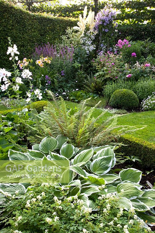 Mixed border of Hemerocallis 'Catherine Woodberry', Salvia nemorosa 'Amethyst', Hosta crispula, Polystichum setiferum and Corydalis ochroleuca 