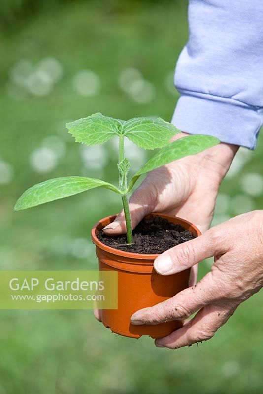 Planting out pot grown Butternut Squash plants. Person holding plastic pot with seedling