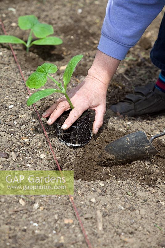 Planting out pot grown Butternut Squash plants. Placing seedling in hole in ground
