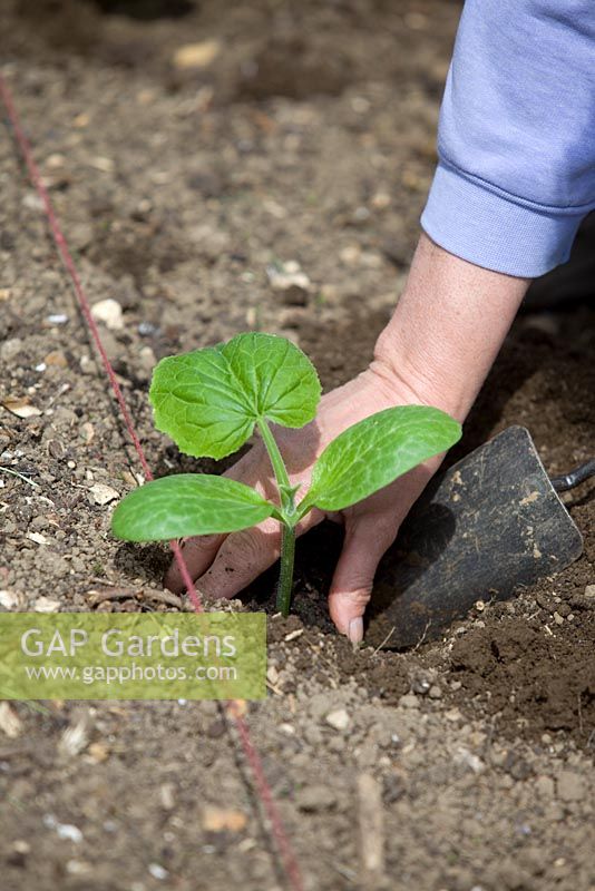 Planting out pot grown Butternut Squash plants. Placing seedling in hole in ground