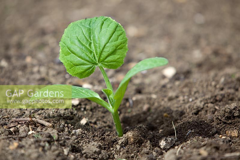 Planting out pot grown Butternut Squash plants. Newly planted seedling