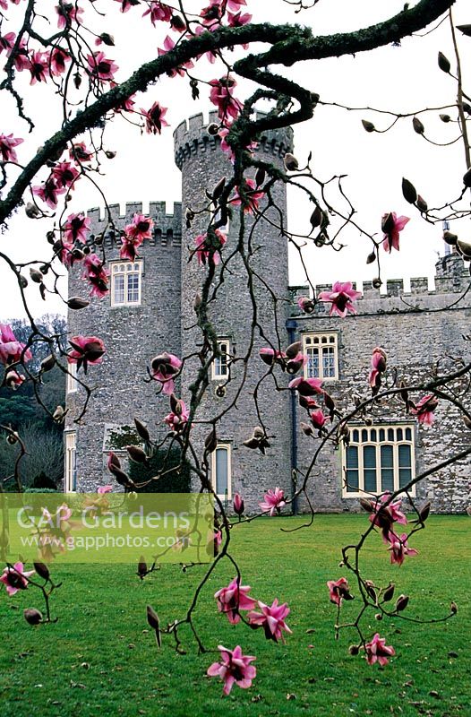 Caerhays Castle Gardens, St Austell, Cornwall. View through Magnolia campbellii var mollicomata x sargentiana var robusta 'Mrs F J Williams' on edge of lawn at side of castle. April