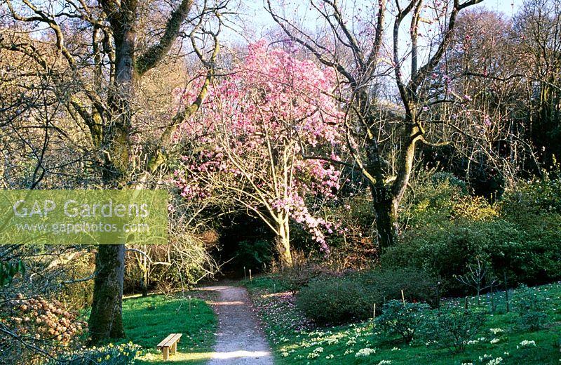 Caerhays Castle Gardens, St Austell, Cornwall. View looking down path leading from upper garden to public entrance. Magnolia sargentiana var. robusta x sprengeri 'Diva'