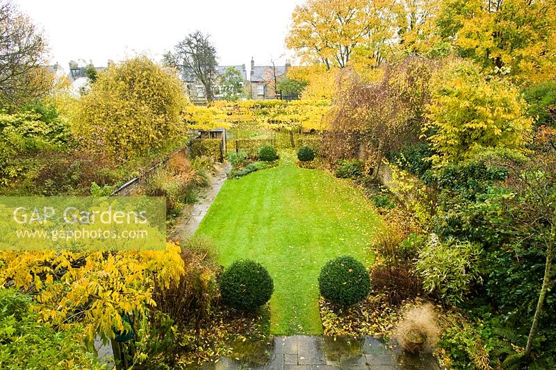 View of formal town garden in autumn with Box topiary, lawn, pleached field maples