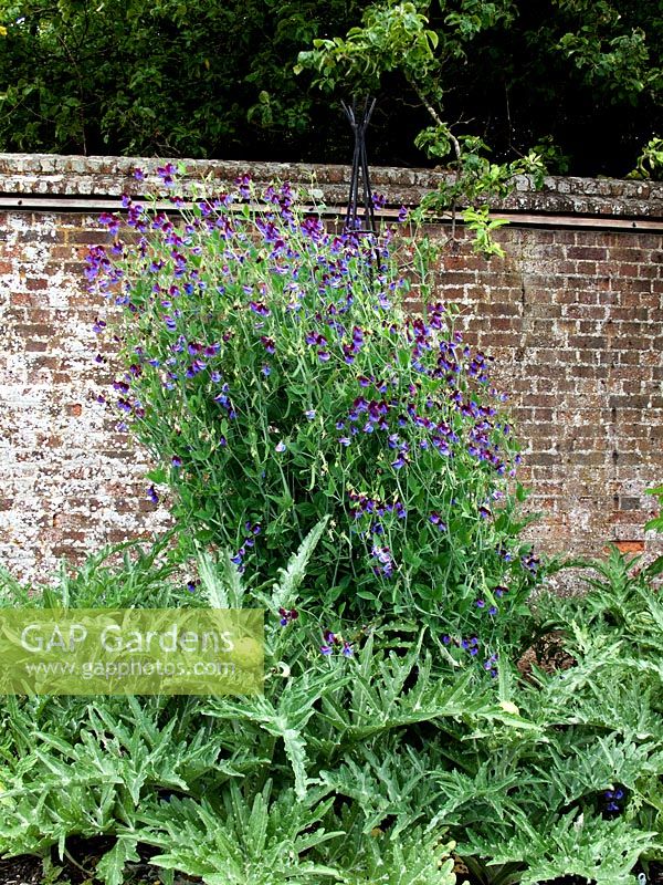 Walled kitchen garden with Lathyrus odoratus 'Matucana' - West Dean