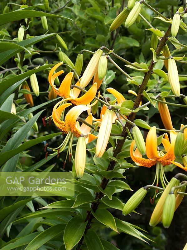 Lilium martagon - Turkscap lily
