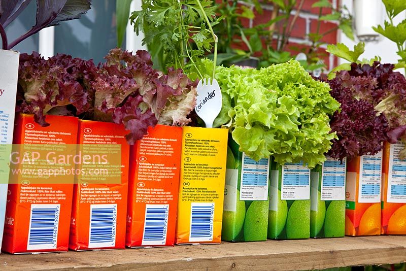 Balcony garden with lettuces and herbs growing in reused juice cartons