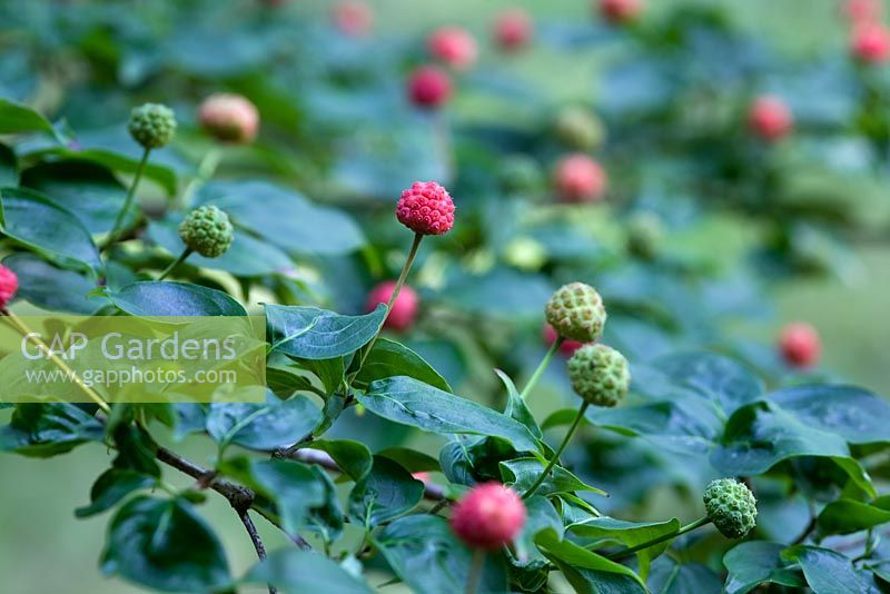 Berries of Cornus kousa 'Southern Cross'