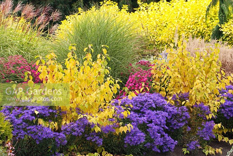 Aster amellus 'Veilchenkonigin' or 'Violet Queen', Cornus sanguinea 'Midwinter Fire', Aster novae-angliae 'Septemberrubin' syn. Aster 'September Ruby', Miscanthus sinensis 'Morning Light', Miscanthus sinensis 'Zebrinus' and Cornus alba 'Aurea' - Bressingham Gardens, Norfolk