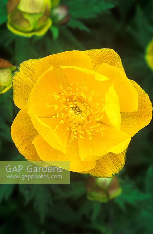 Trollius x cultorum 'Commander-in-Chief' - Globe Flower