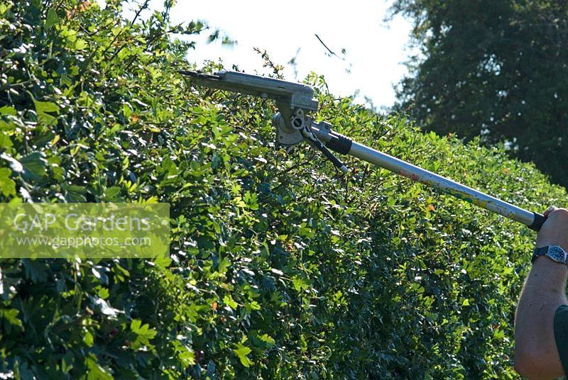 Man using long handled petrol driven hedge cutter with long blade to trim a Crataegus monogyna hedge in September 