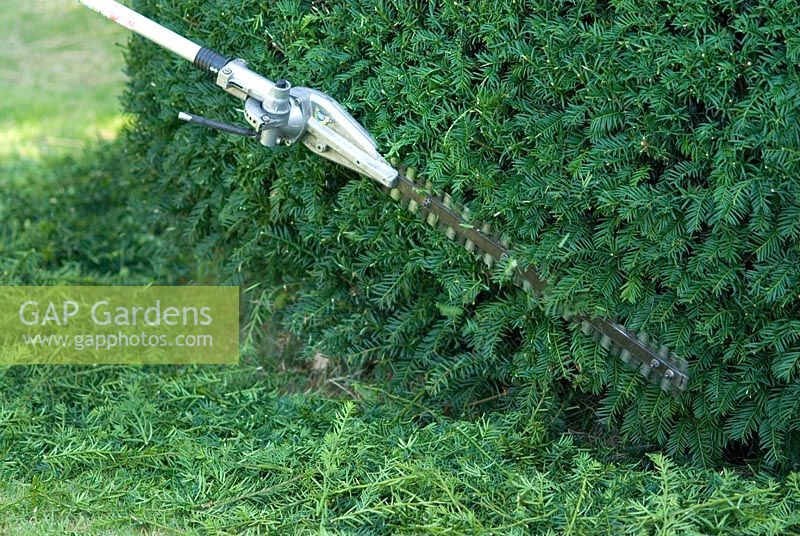 Man using long handled petrol driven hedge cutter with long blade to trim a Taxus baccata cone back into shape in September