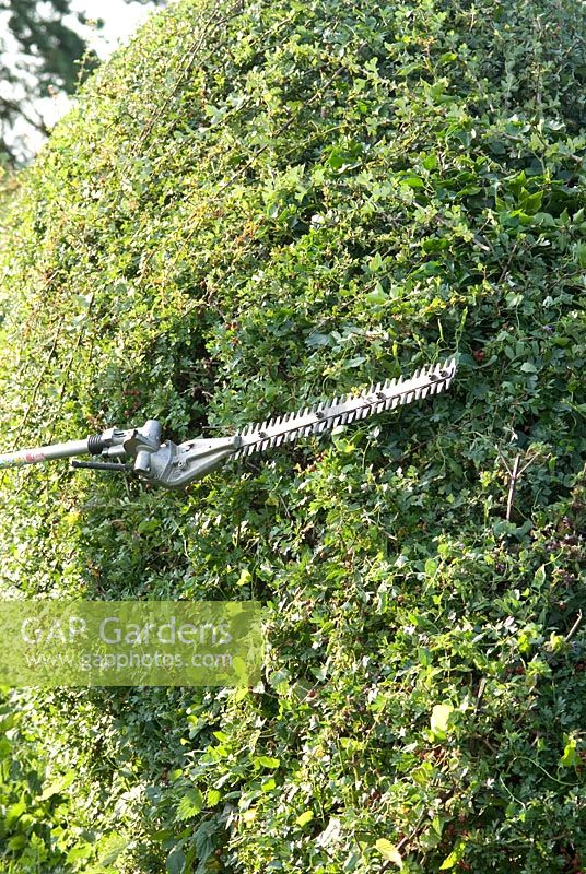 Using long handled petrol driven hedge cutter with long blade to trim a Crataegus monogyna hedge in August
