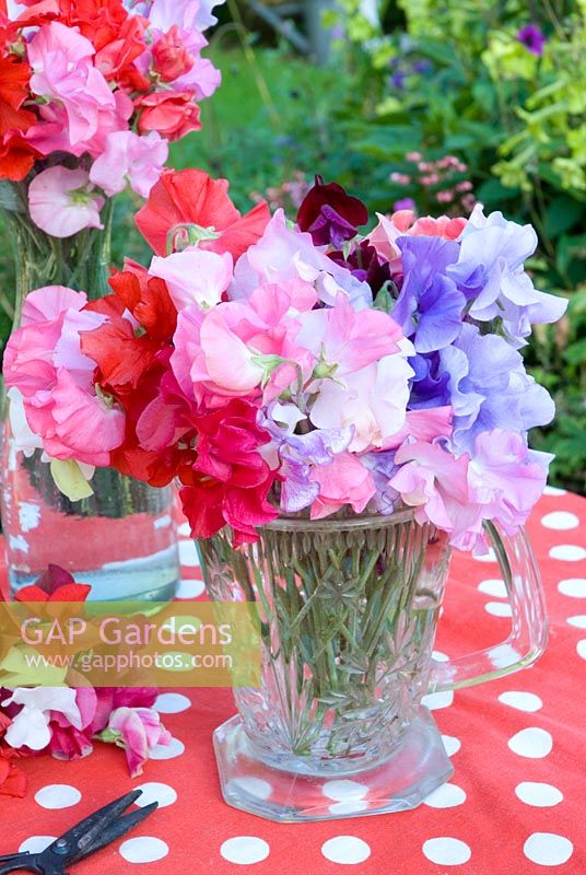 Lathyrus odorata - Sweet Peas arranged in glass containers  