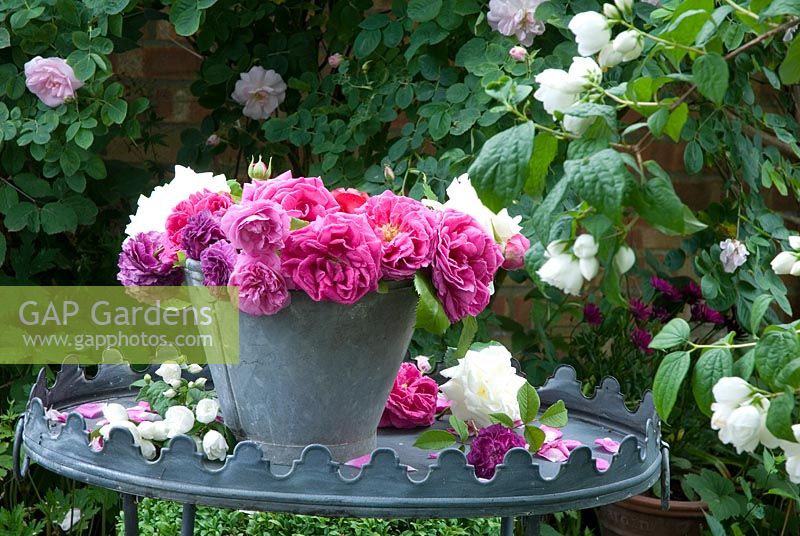 Rosa 'Madame Isaac Pereire', 'Cardinal Richelieu', 'Jacques Cartier', 'White Cockade' displayed on table with Philadelphus