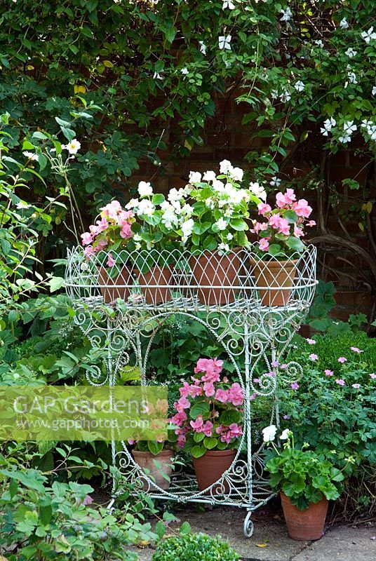 Pink and white Begonia semperflorens displayed in pots in jardinere