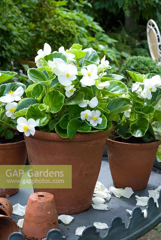 White Begonia semperflorens in terracotta pots displayed on table