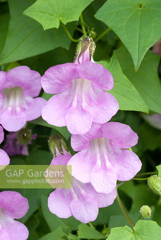 Lophospermum scandens 'Rose-flower' 