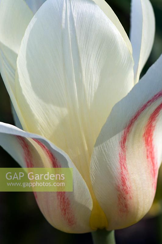 Tulipa kaufmanniana