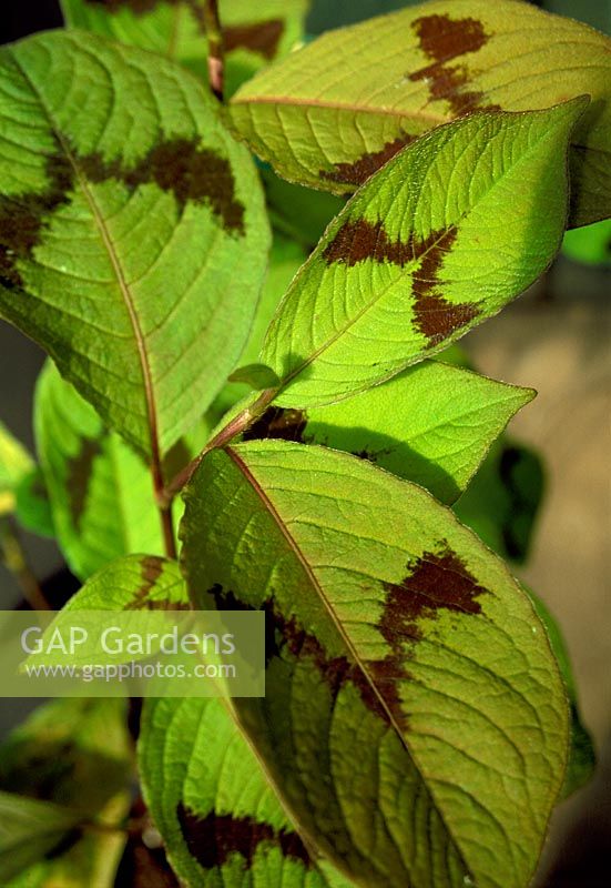 Persicaria virginiana 'Lance Corporal' showing markings on leaves