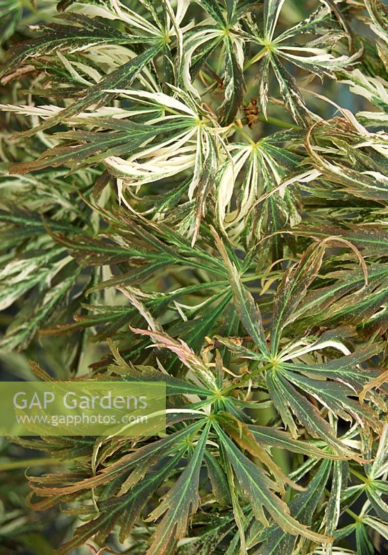Acer Palmatum dissectum 'Variegata' foliage. PMA plant specialities, Taunton, Somerset