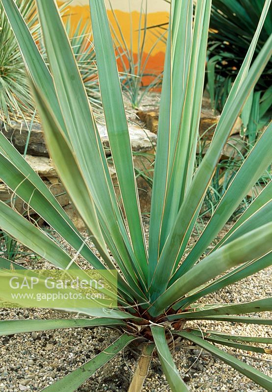 Yucca torreyi - Spanish dagger, Torrey's Yucca, growing at NCCPG National Collection at Renishaw Hall, Derbyshire