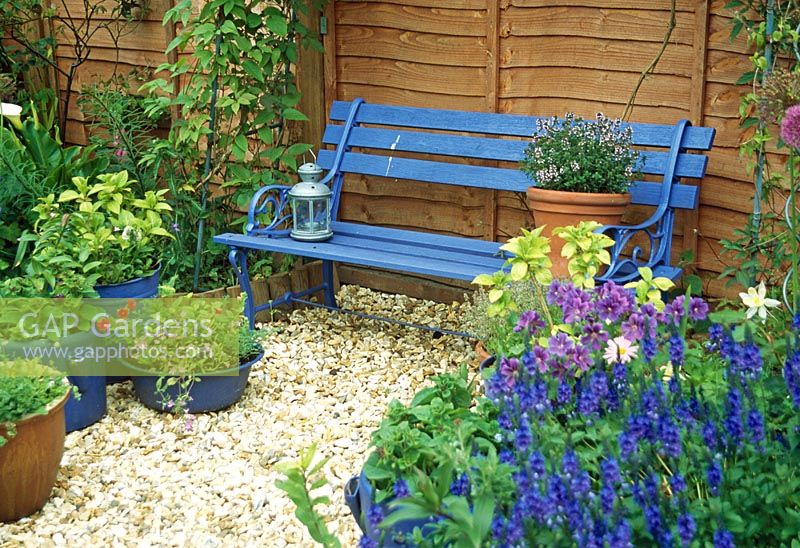 Blue painted bench with lemon thyme in pot, Geranium, Veronica austriaca, Aquliegias McKana group and Plantaholix