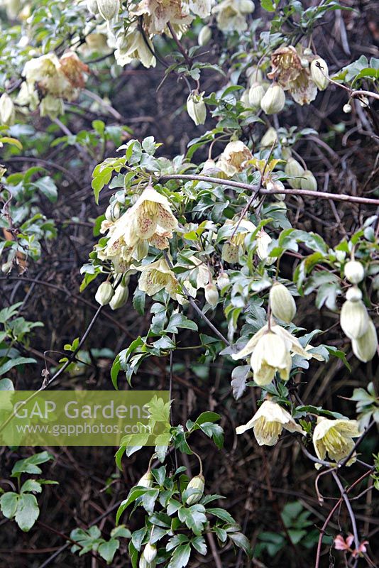 Clematis cirrhosa var. balearica blooming in December on a south facing wall