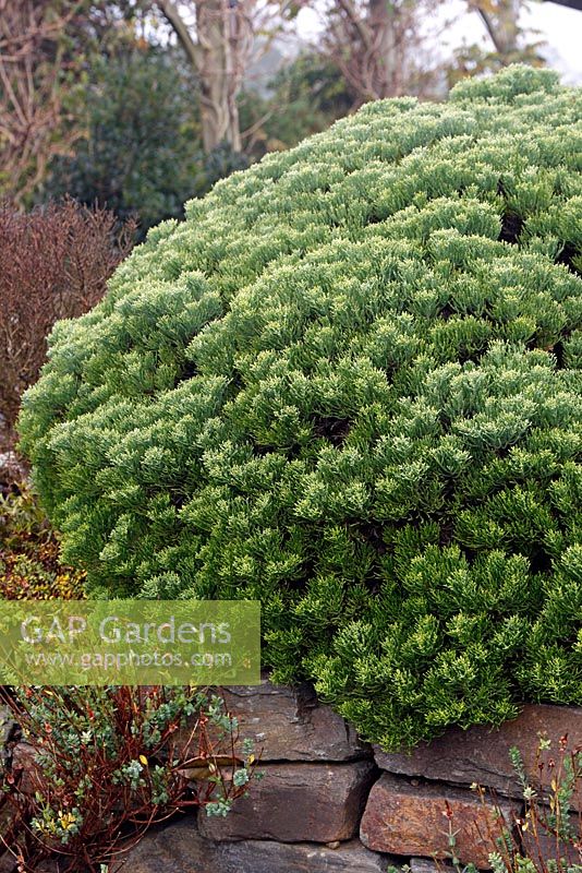 Hebe cupressoides 'Boughton Dome' growing in rockery